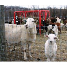 Field Wire Mesh / cattle Fence